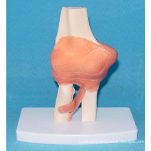 Natural Human Elbow Joint Medical Function Model (R020910)